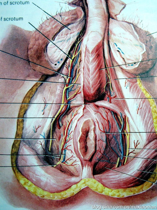 男性pc肌锻炼法图解 塑造性超人