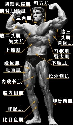 肌肉结构图