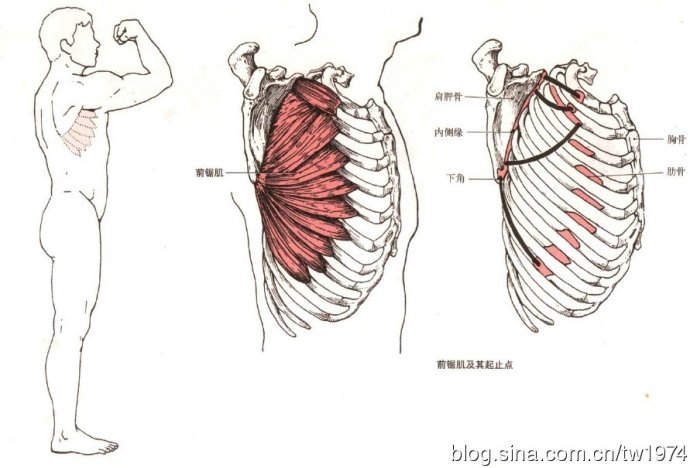 前锯肌