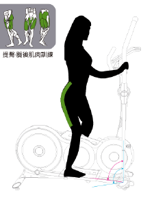 椭圆机对全身肌肉的锻炼
